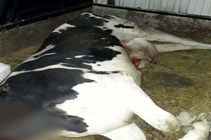 بقرة مذبوحة غير صالحة