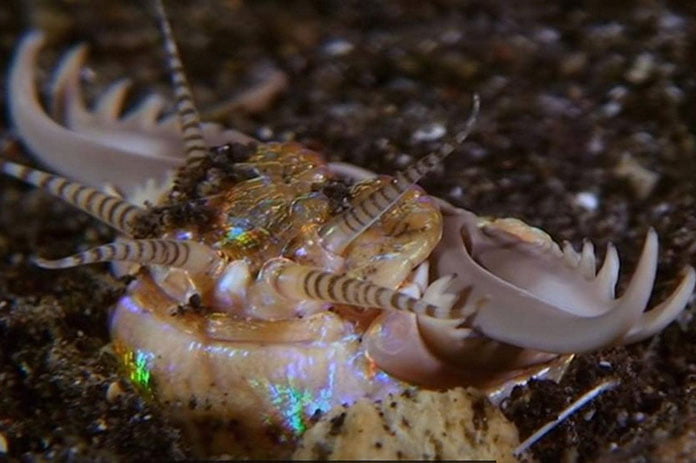 دودة عملاقة تحت البحر