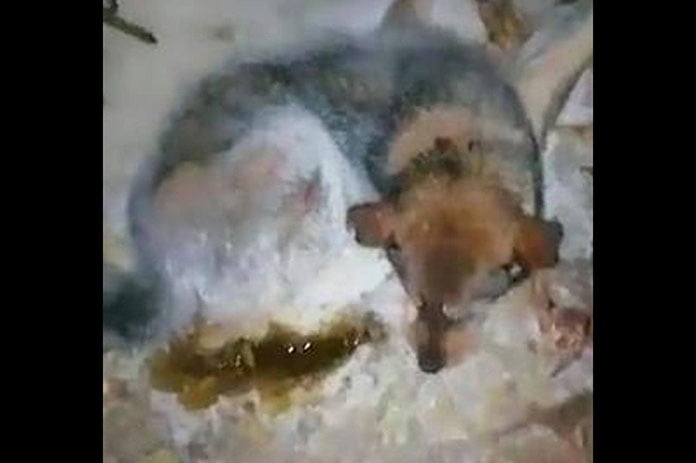 الحيوان يعوي بطريقة حزينة