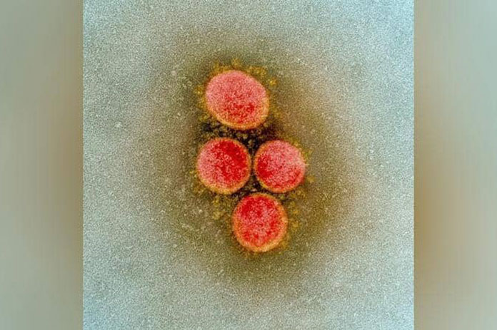 كورونا الدراسة