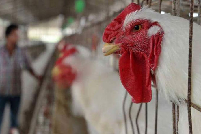 الذبح الحلال