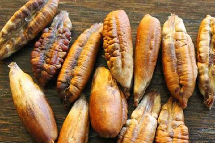 نواة التمر