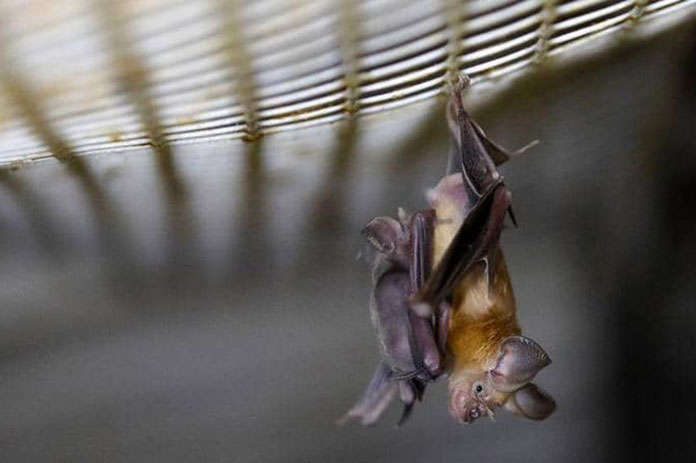 فيروس كورونا جديد