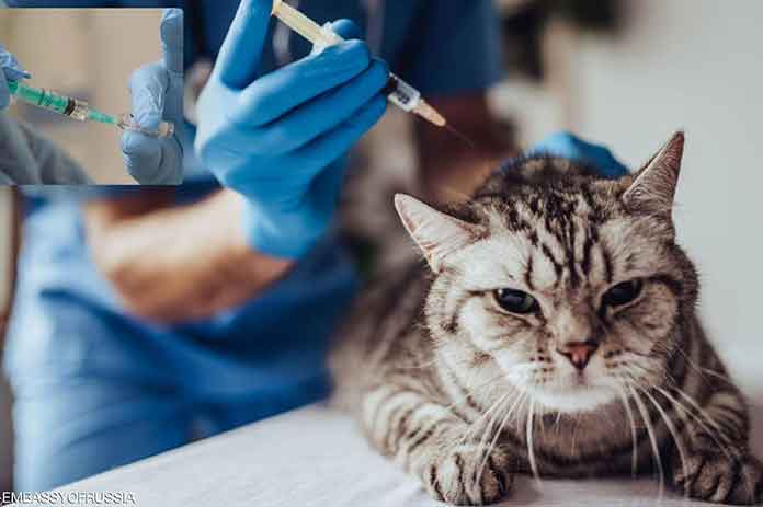 أول دفعة للحيوانات