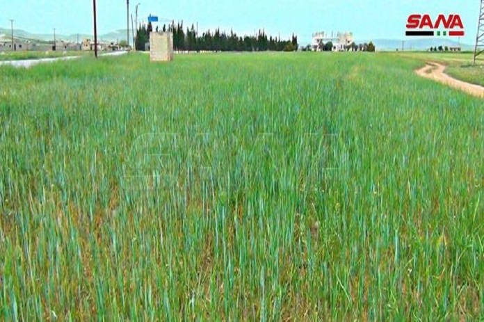 تضاعف المساحات المزروعة بالقمح في سلمية عن الموسم الماضي