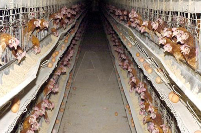 دواجن السويداء