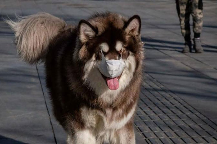 اكتشاف الكلاب