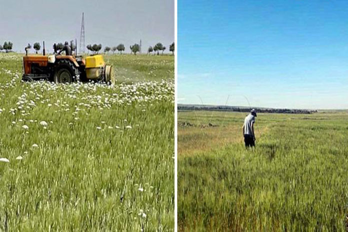 مكافحة حشرة السونة السويداء