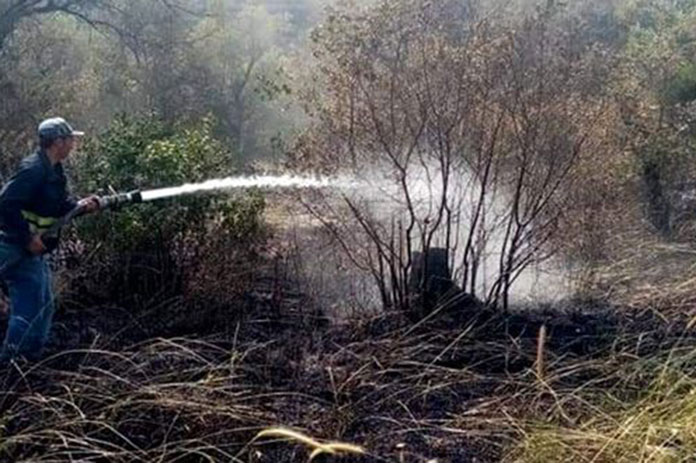 اندلع أشجار الزيتون طرطوس