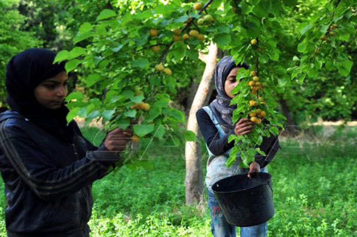 قطاف المشمش الغوطة الشرقية