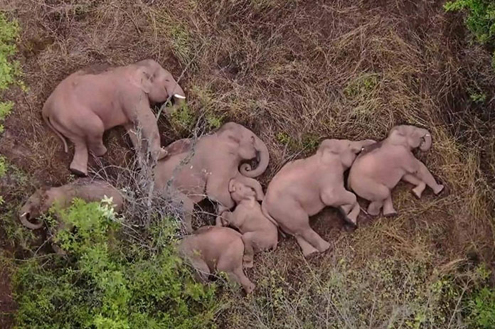 فيديو وصور لقطيع فيلة يشعل مواقع التواصل.. ما القصة؟