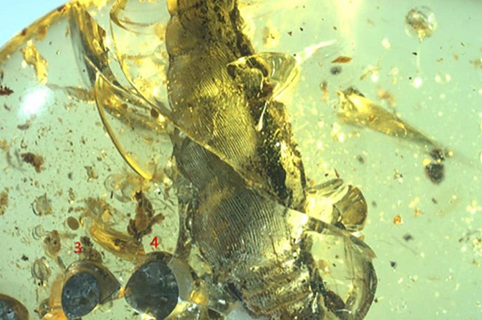 حلزون 99 مليون