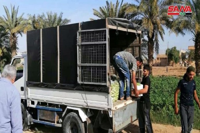 دير الزور: السورية للتجارة تستجر الخضار من المزارعين وتطرحها بسعر التكلفة