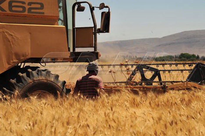 حصاد القمح ريف دمشق