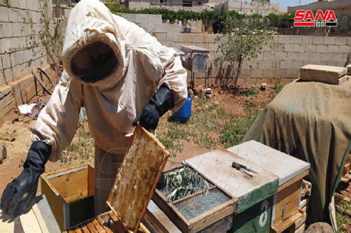 بدء موسم قطاف العسل في ريف حماة الشرقي