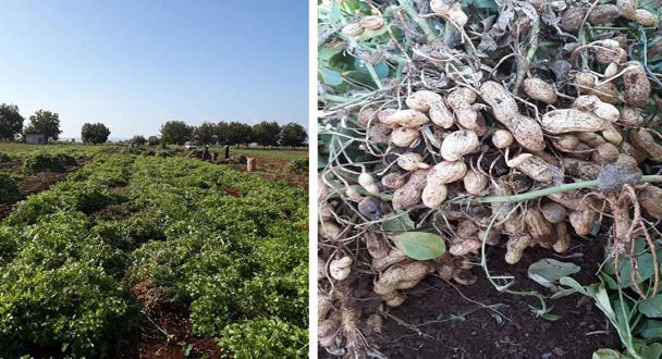 إنتاج حماة الفول السوداني
