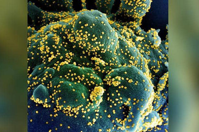 منظمة الصحة دلتا