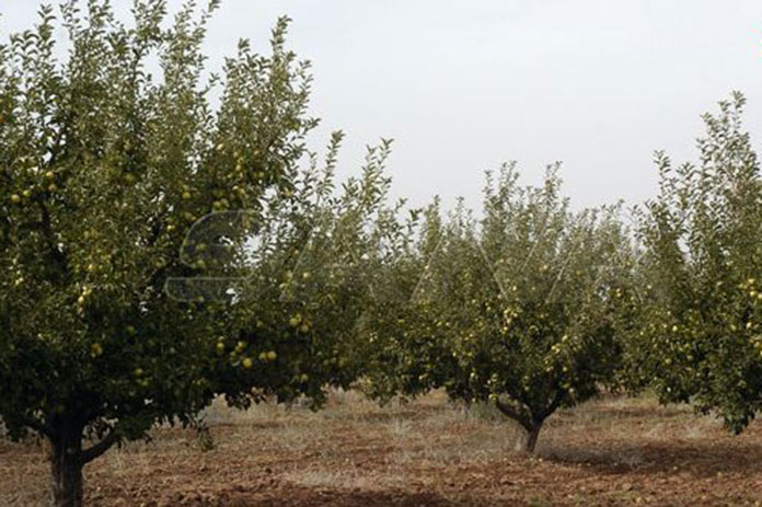 إنتاج السويداء من التفاح