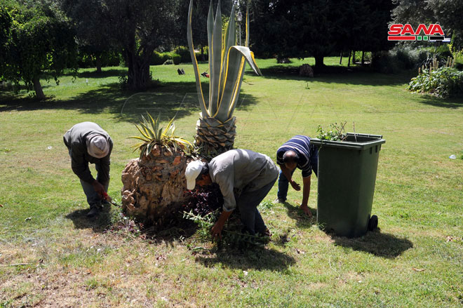 حملة تشجير بدمشق