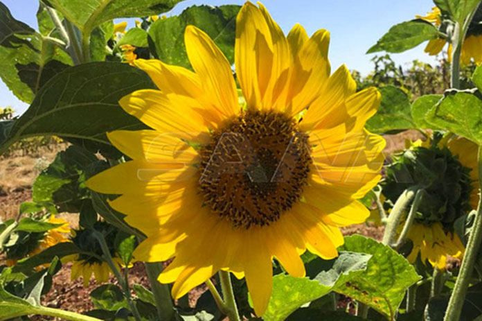 دوار الشمس الرستن