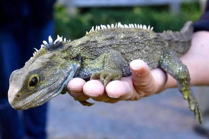 تواتارا الديناصورات