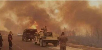 حرائق الغابات تونس