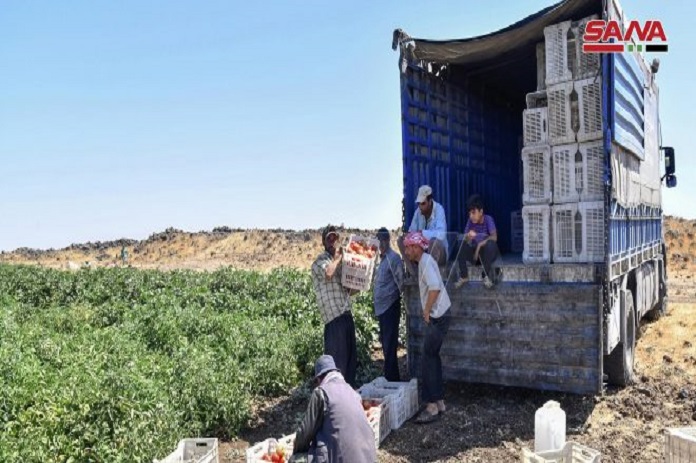السورية للتجارة تواصل استجرار الخضراوات والفواكه وبيعها للمستهلك مباشرة