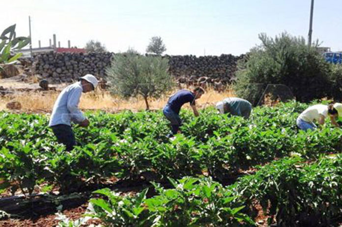 تجربة نوعية للزراعة العضوية