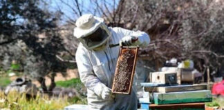 إنتاج العسل
