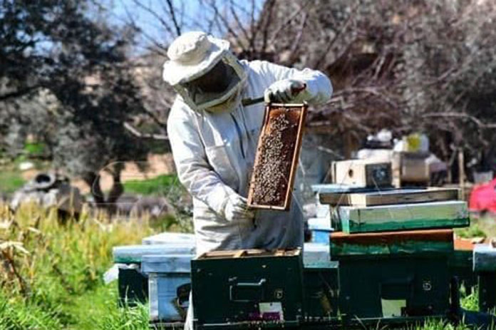 إنتاج العسل