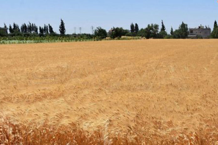 زراعة القمح في حمص