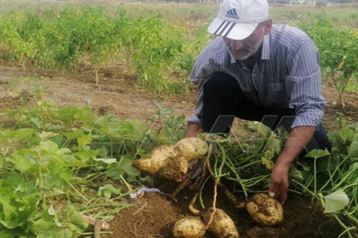 زراعة واعدة للبطاطا الحلوة