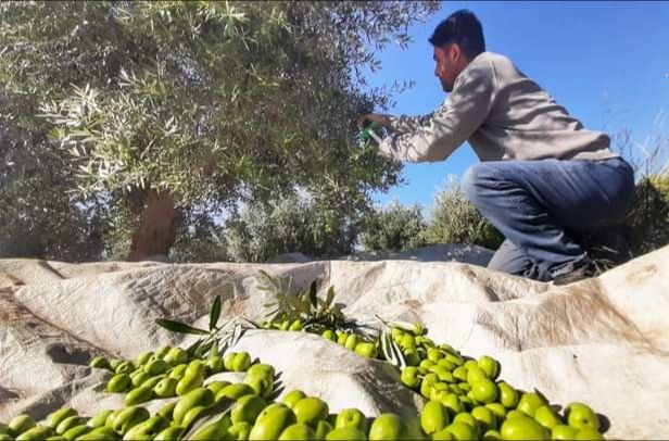 حماة تحدد تسعيرة عصر الزيتون