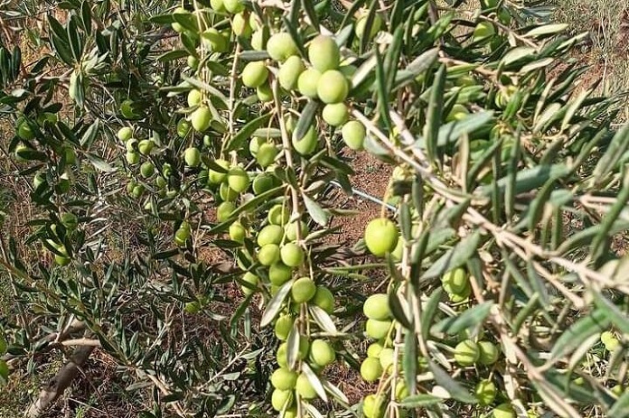 القنيطرة من أرخص المحافظات بعصر الزيتون