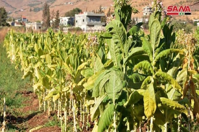 إنتاج 1734 طناً من التبغ في منطقة الغاب