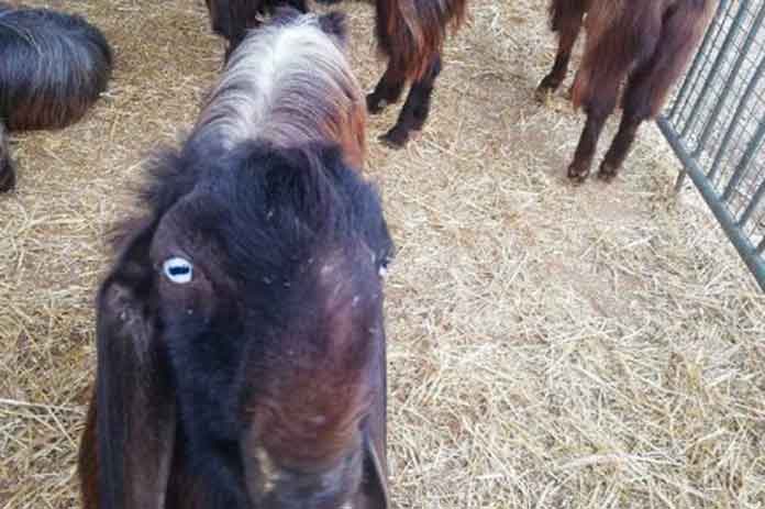 ماعز داخل محكمة