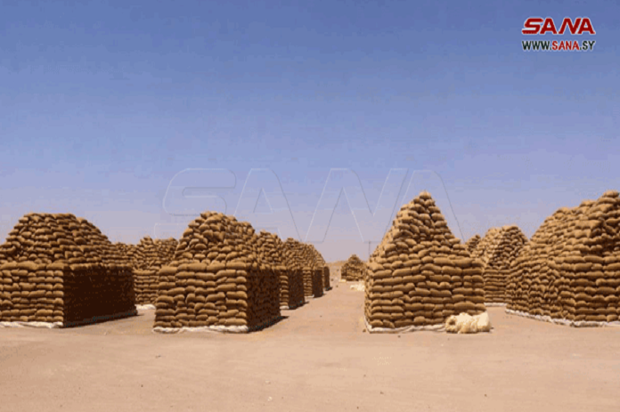 تسويق كامل إنتاج دير الزور من القمح