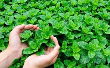 benefits of mint