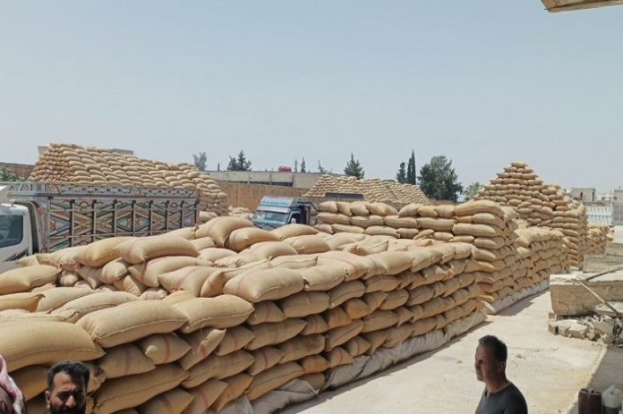مصرف حماة الزراعي يبدأ بصرف قيم القمح للفلاحين