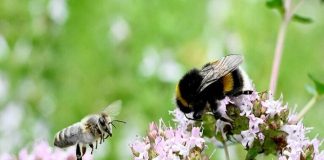 سورة النحل تبهر باحثة أمريكية