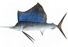 ظهور"أسرع" سمكة في العالم