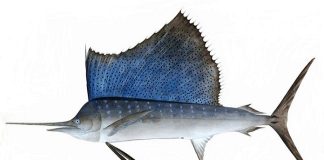 ظهور"أسرع" سمكة في العالم