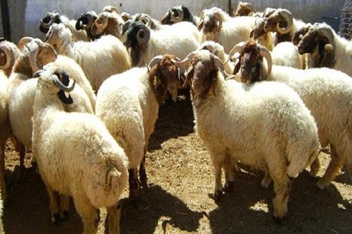 السماح بتصدير ذكور أغنام العواس وبعض السلع والمواد