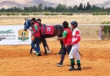 للخيول العربية الأصيلة
