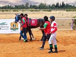 للخيول العربية الأصيلة