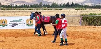 للخيول العربية الأصيلة