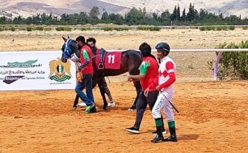 للخيول العربية الأصيلة