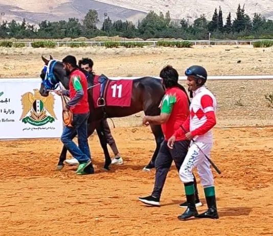 للخيول العربية الأصيلة