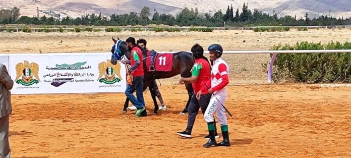 للخيول العربية الأصيلة