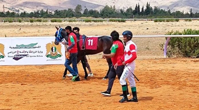 للخيول العربية الأصيلة